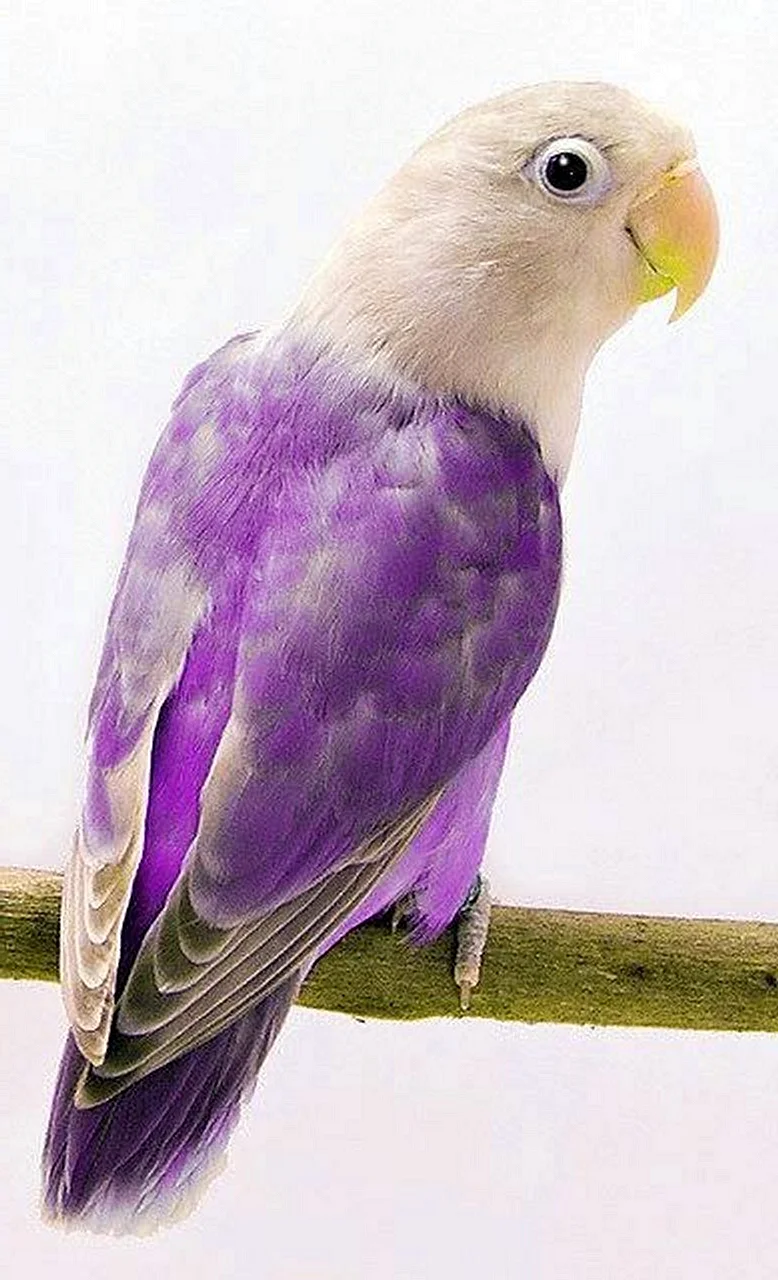 Неразлучники попугаи фиолетовые