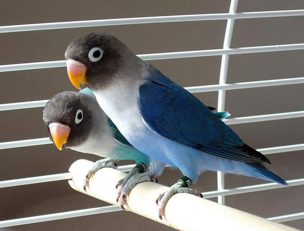 Неразлучники попугаи масковые