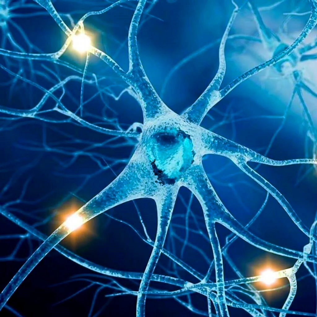 Нервная система человека Нейроны