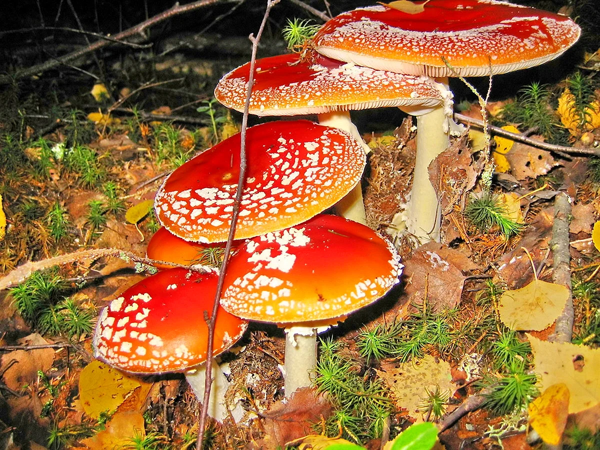 Несъедобные грибы леса