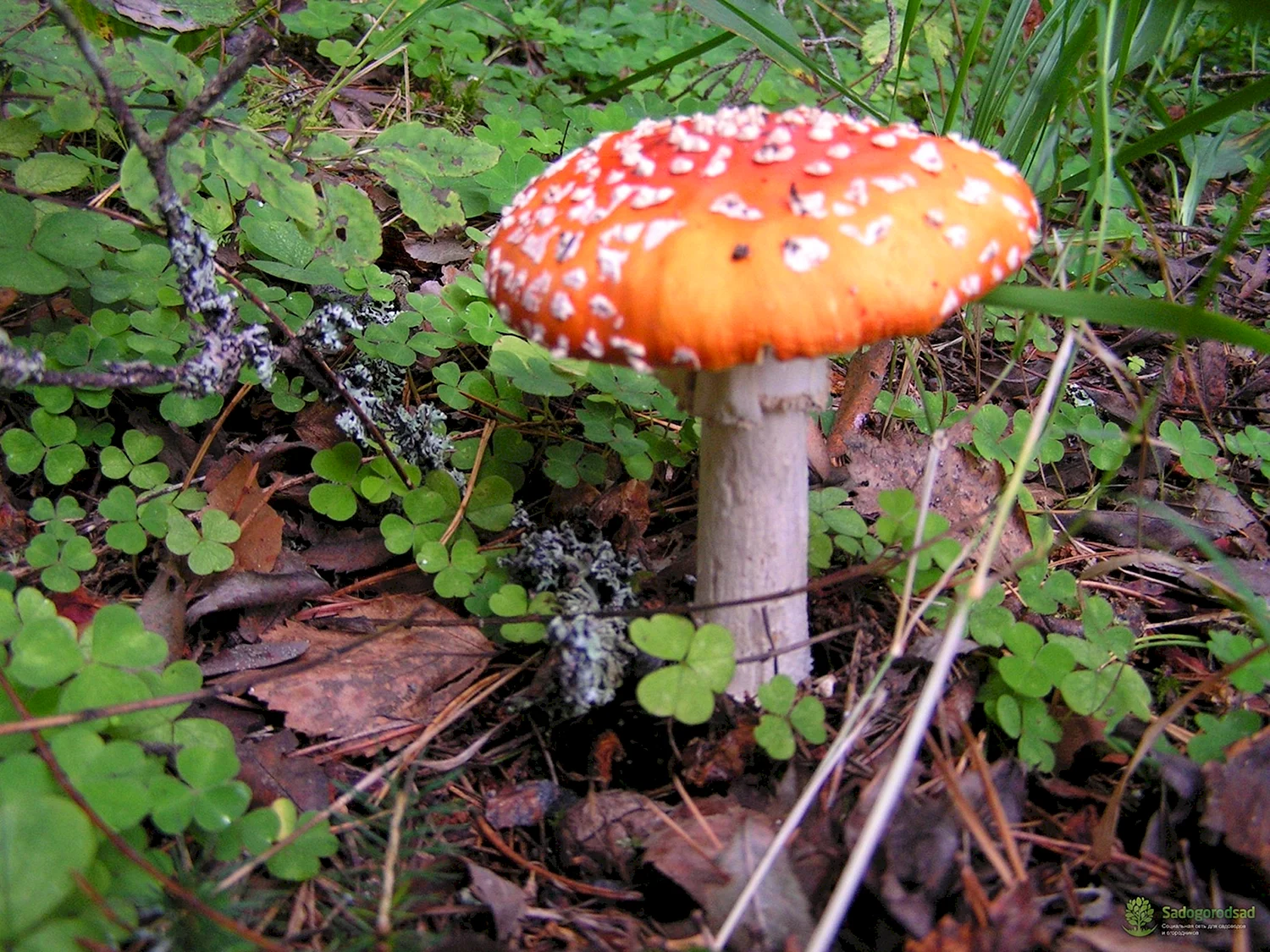 Несъедобные грибы Забайкалья
