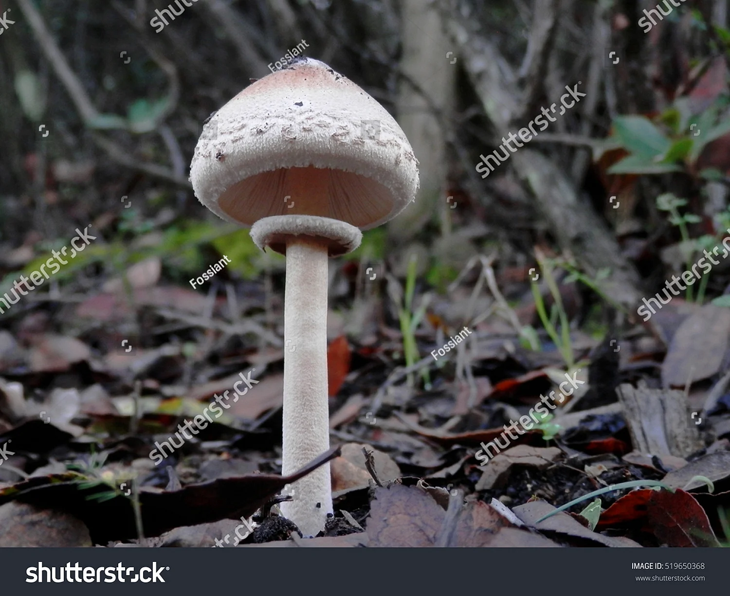 Несъедобные и ядовитые грибы