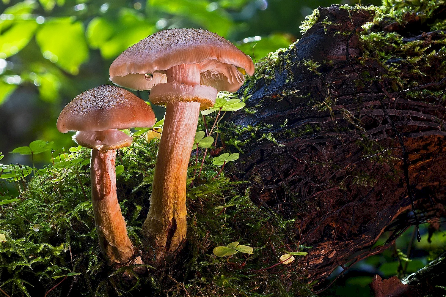 Несъедобные Лесные грибы