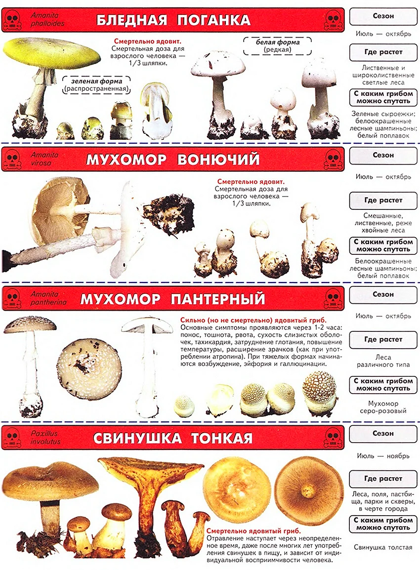 Несъедобные пластинчатые грибы