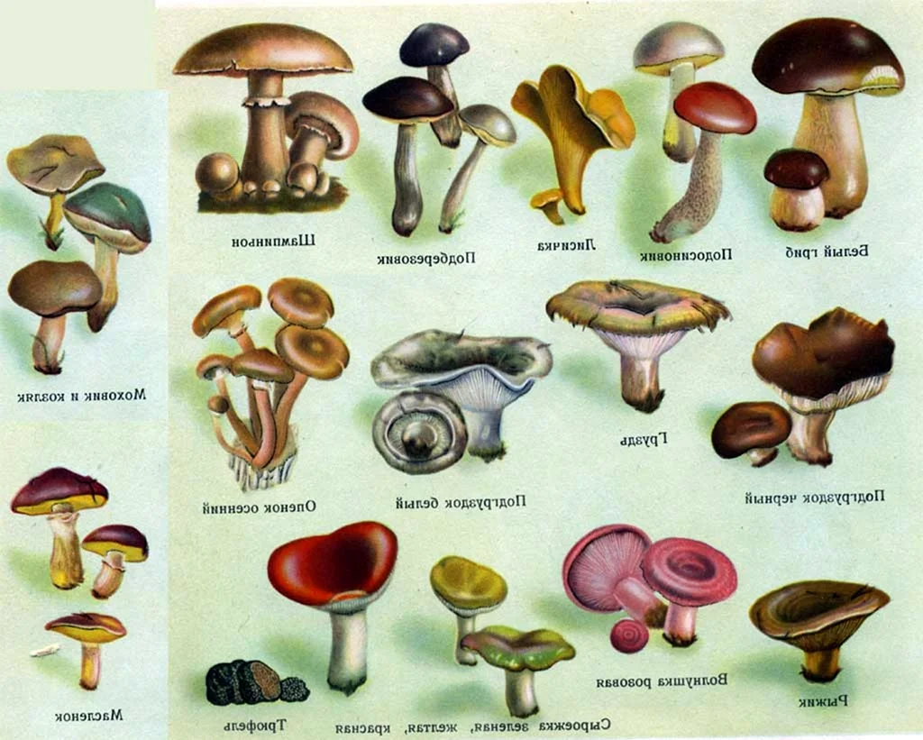 Несъедобные трубчатые грибы названия