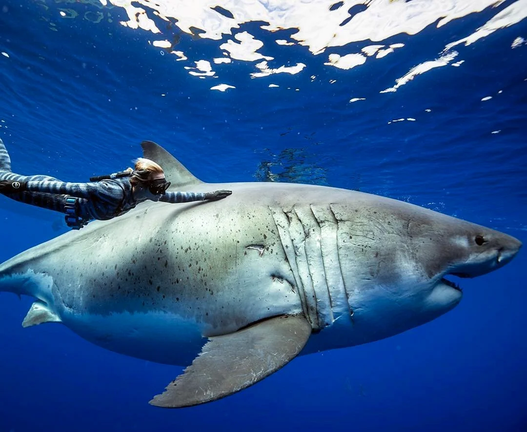 Невероятные акулы