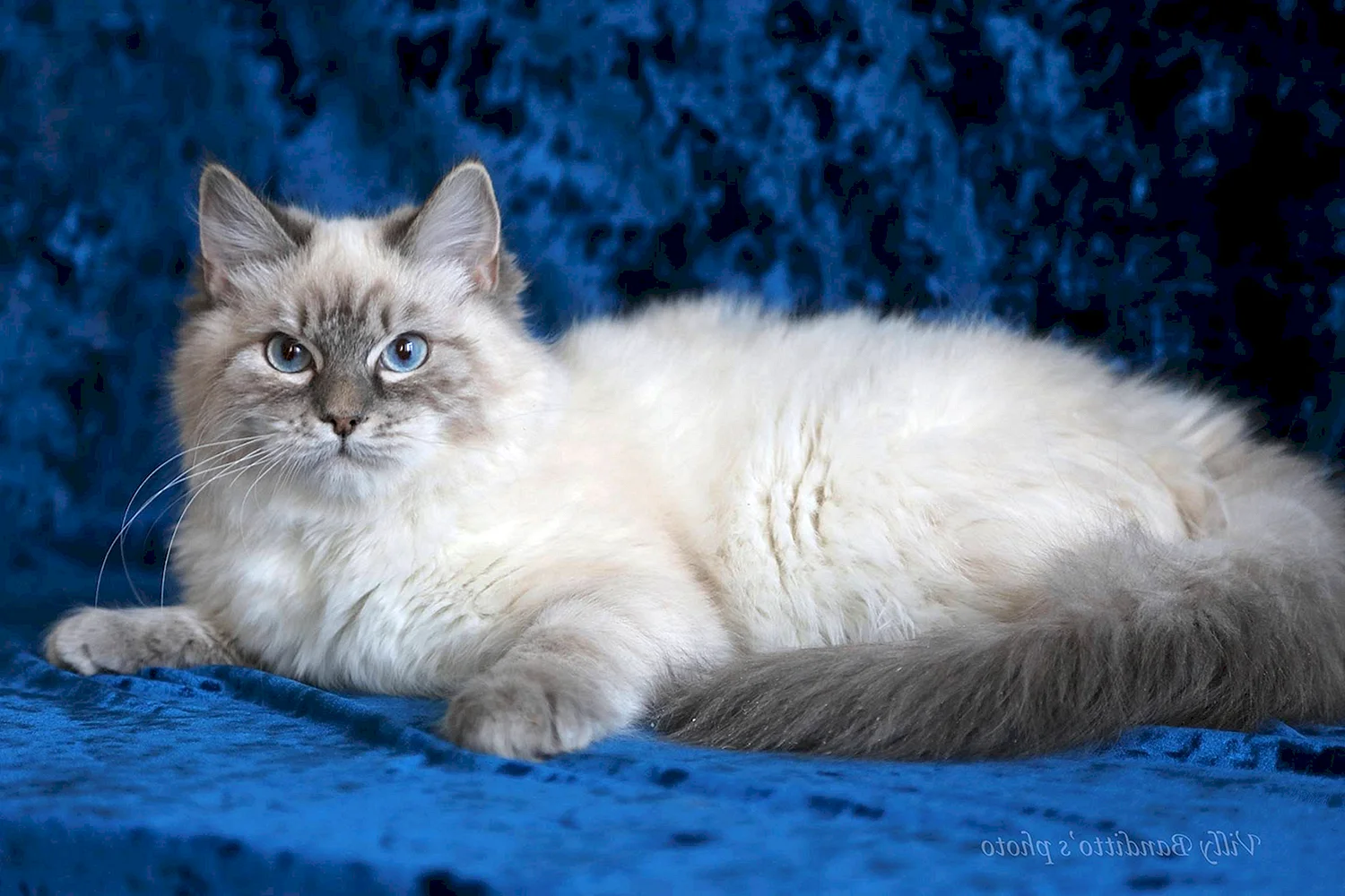 Невский маскарадный кот серый