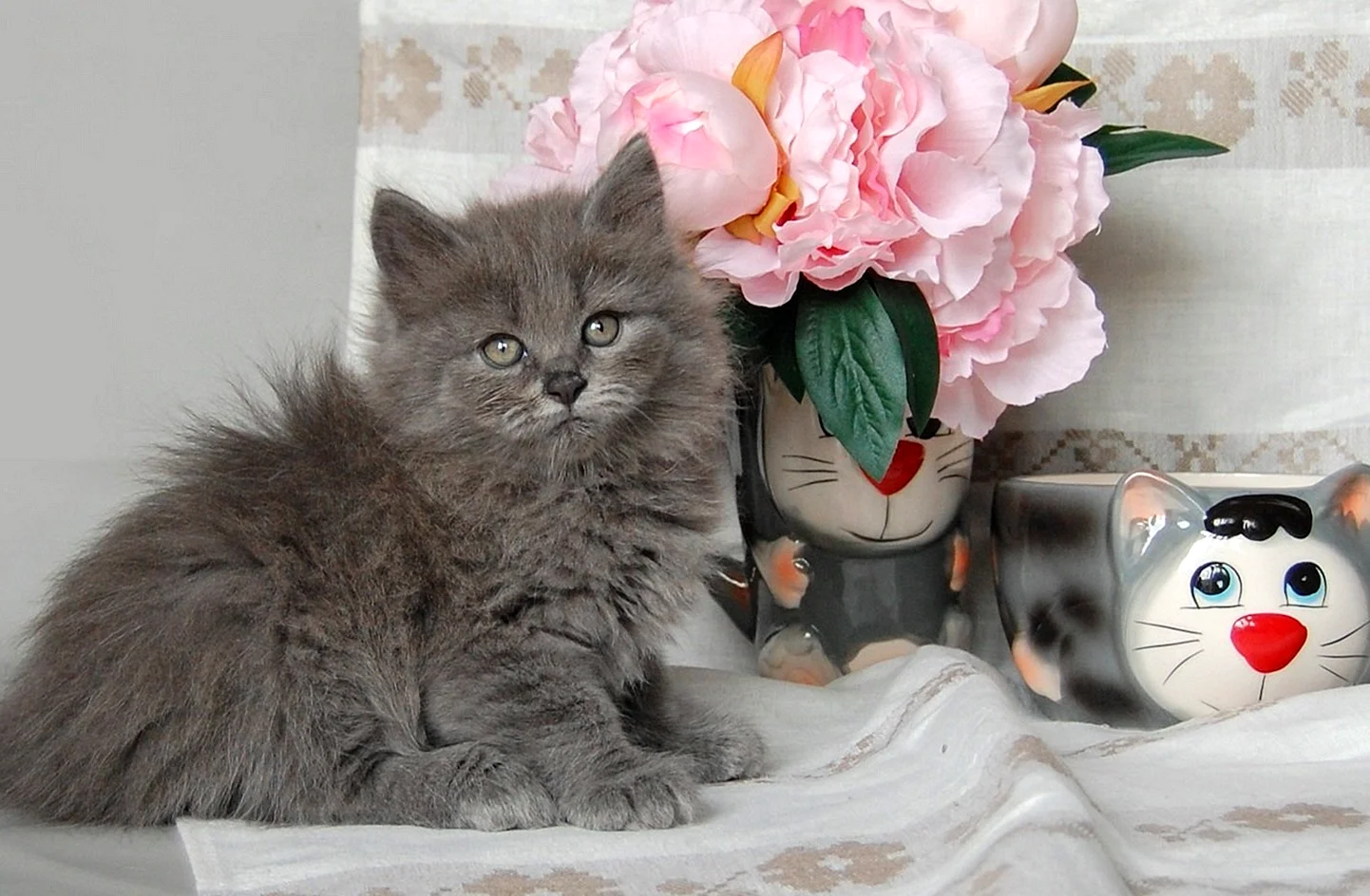 Нибелунг серый котенок