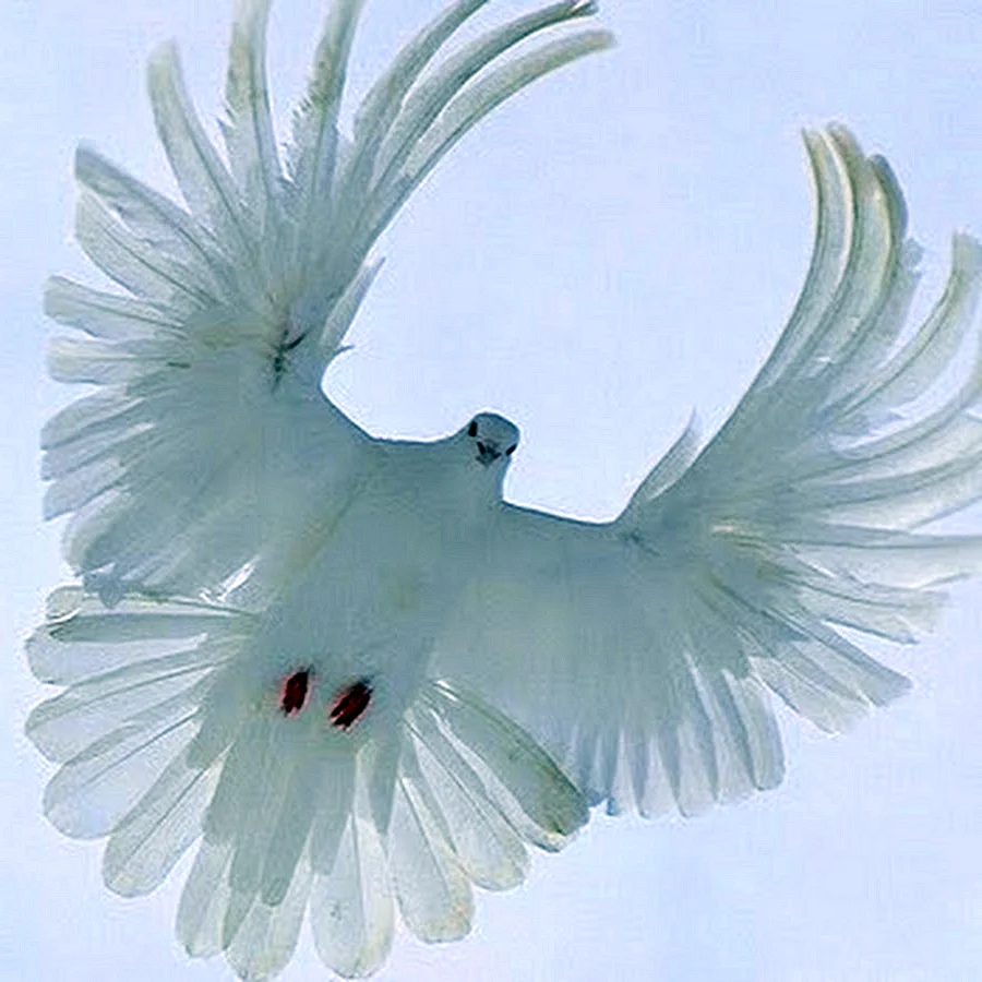 Николаевские голуби серпастые