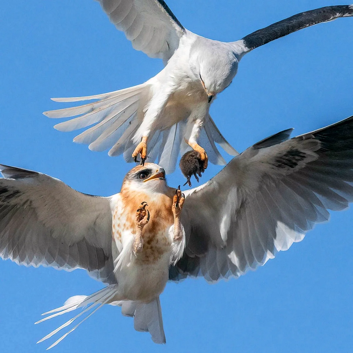 Николаевские Мурые белохвостые голуби