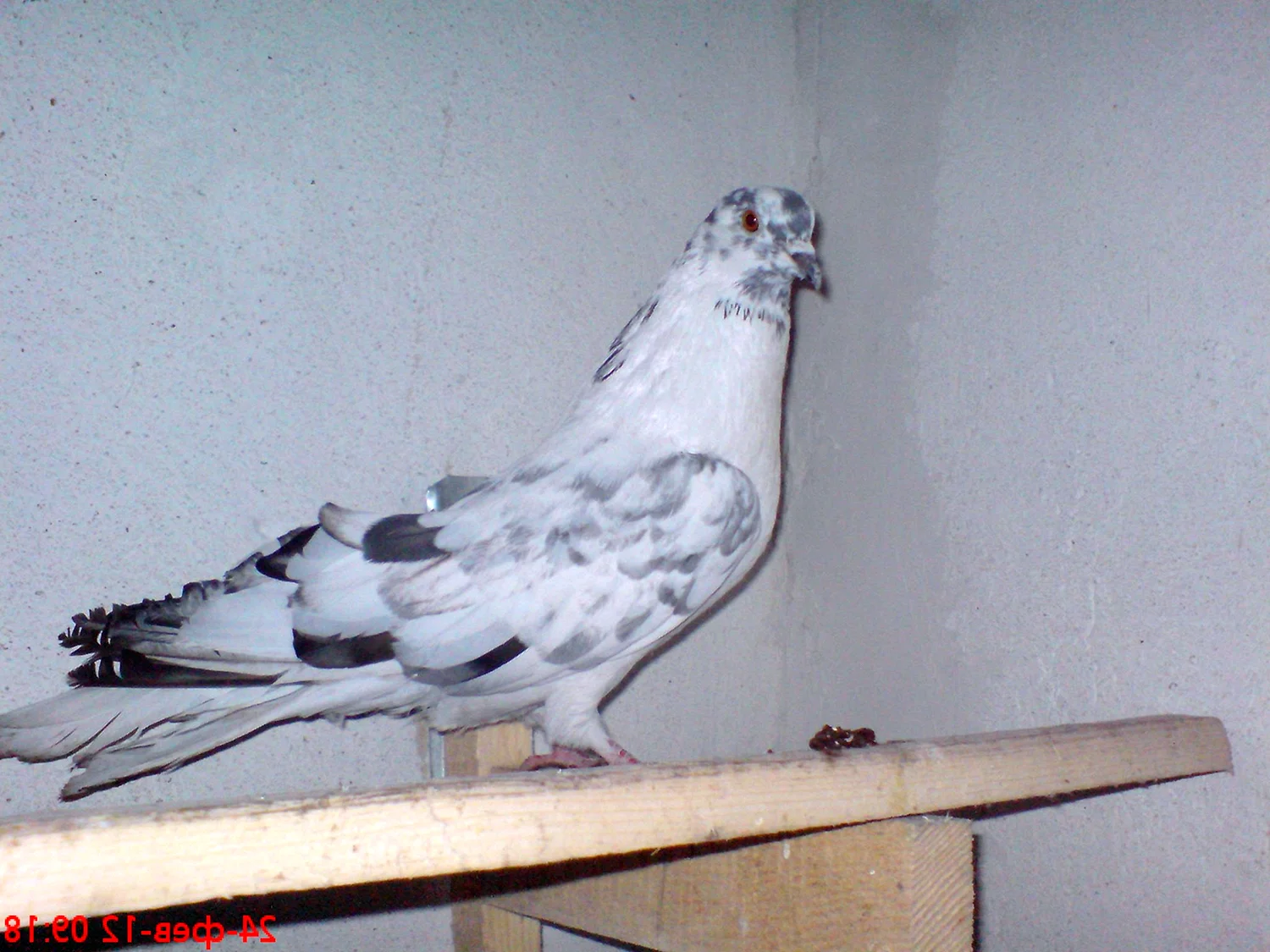 Николаевские высоколетные голуби тучерезы