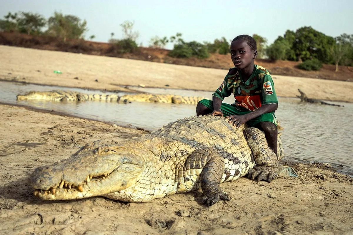 Нил крокодилы Египет