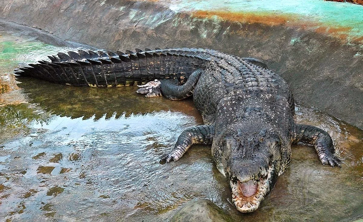 Нильский и гребнистый крокодил