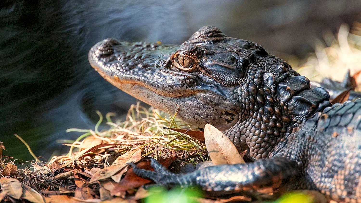 Нильский крокодил детеныш