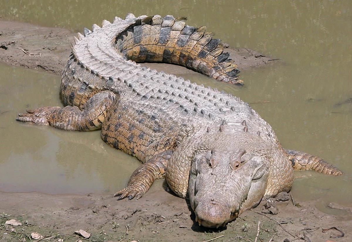 Нильский крокодил домашний