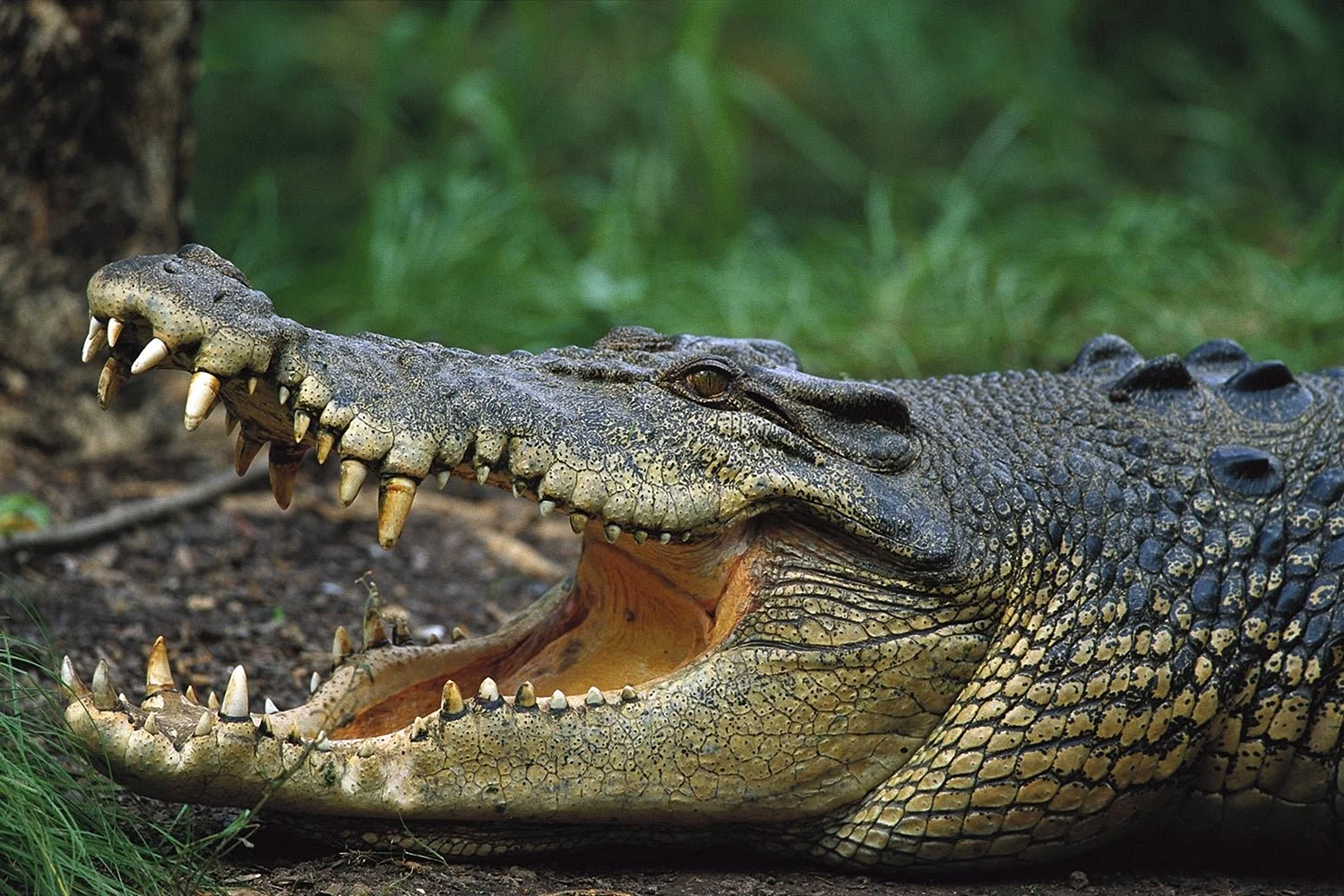 Нильский крокодил Густав