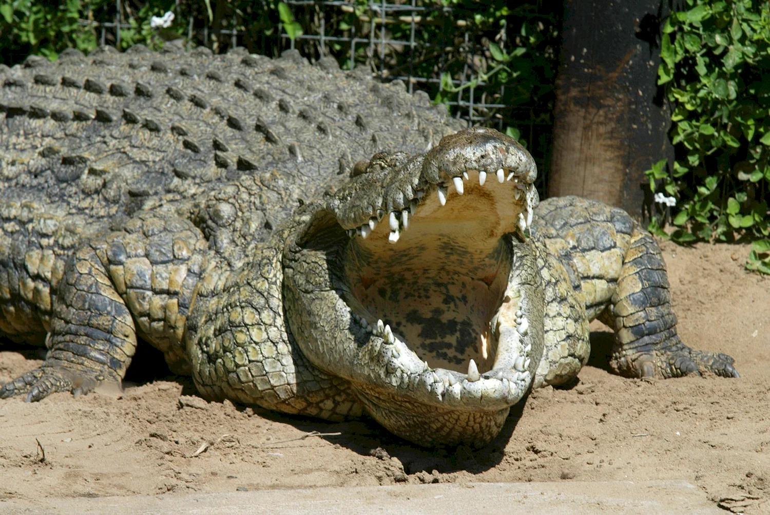 Нильский крокодил и человек