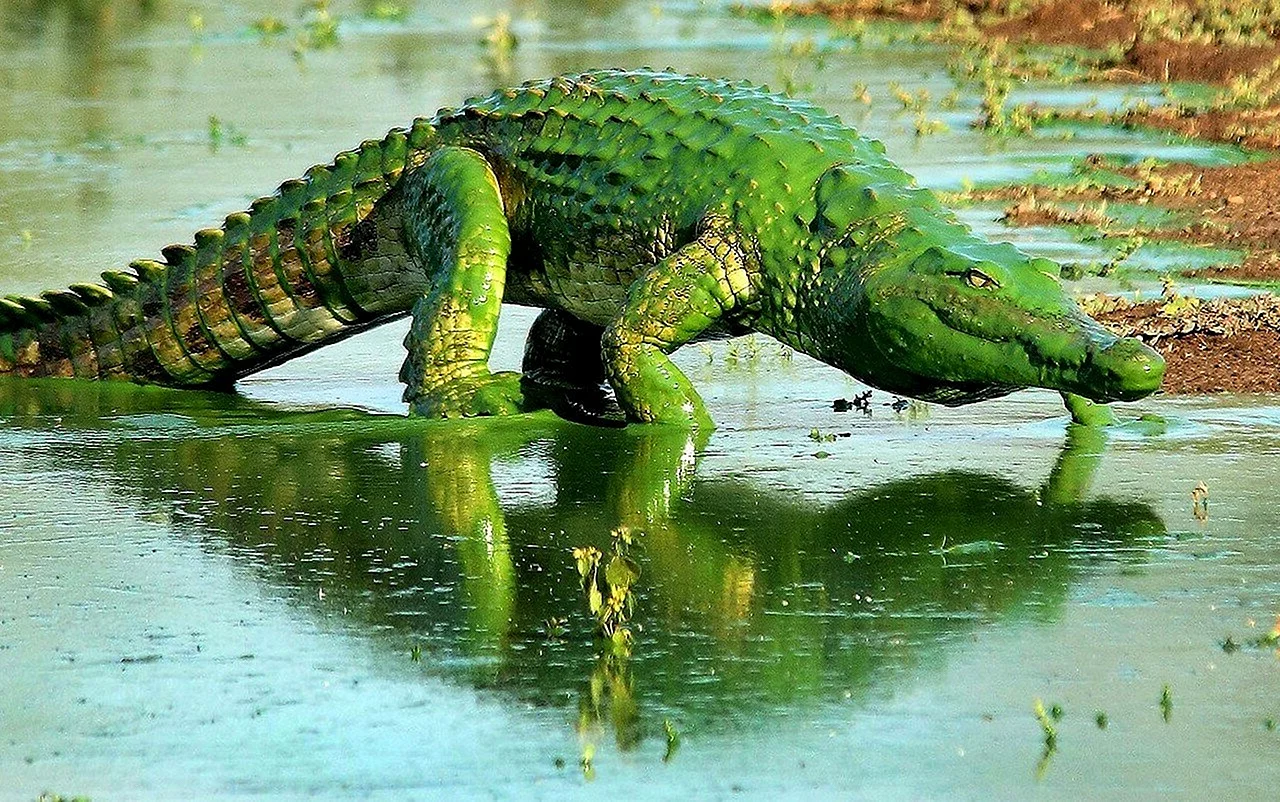 Нильский крокодил Крюгер