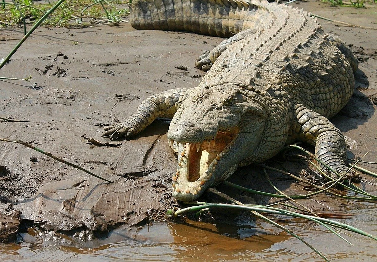 Нильский крокодил людоед Густав