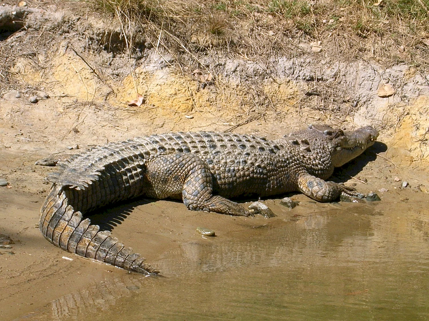 Нильский крокодил охота