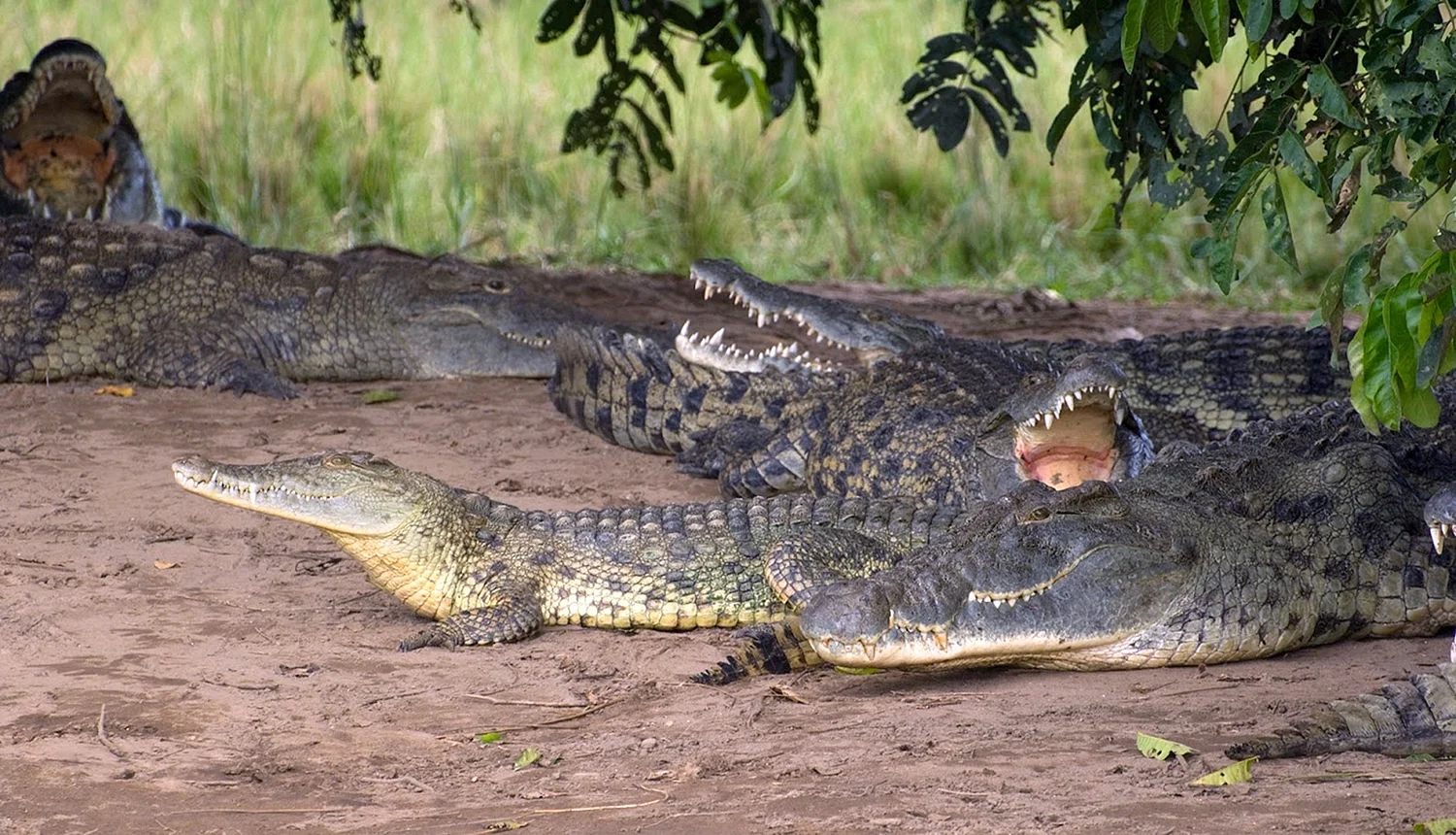 Нильский крокодил самец
