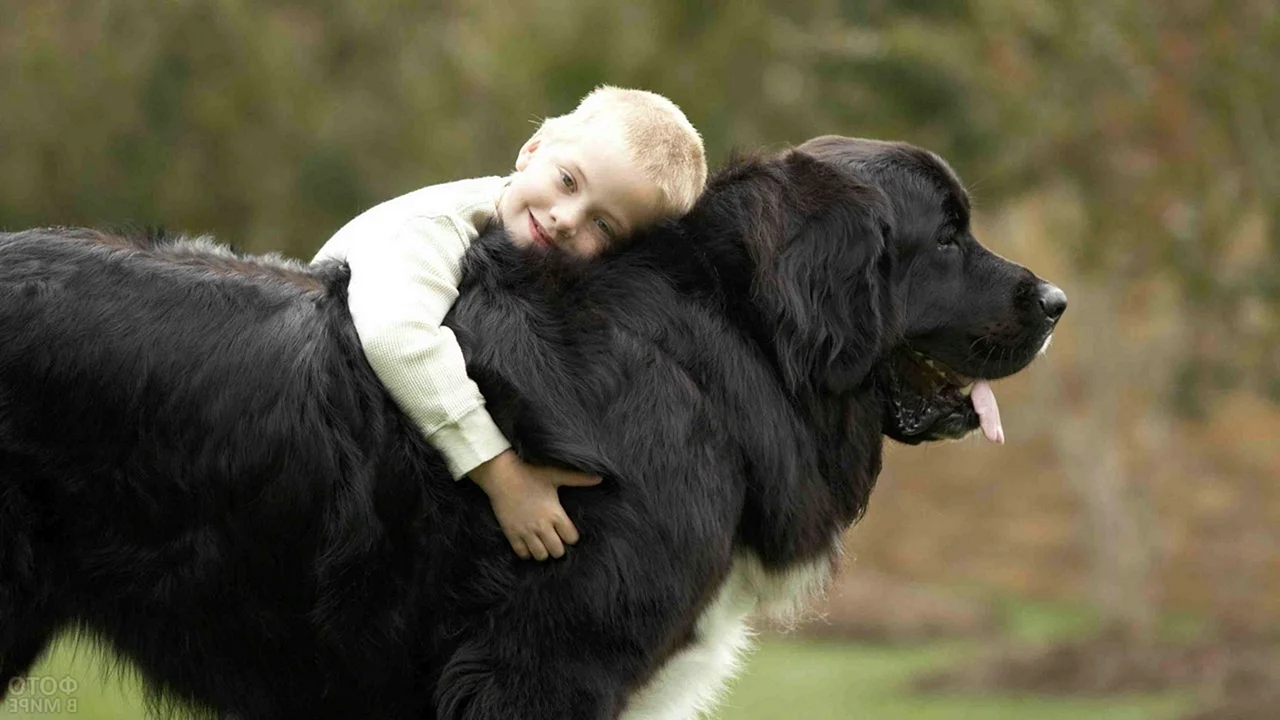 Ньюфаундленд порода собак с детьми