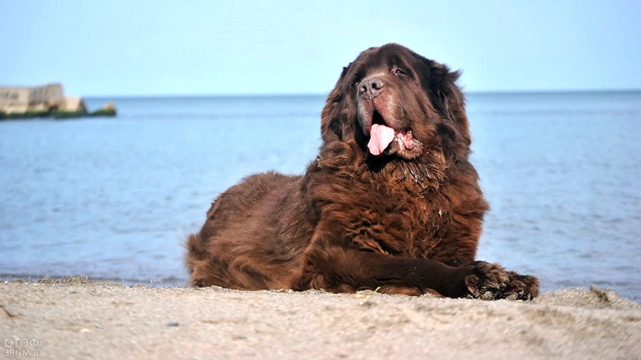 Ньюфаундленд собака коричневая