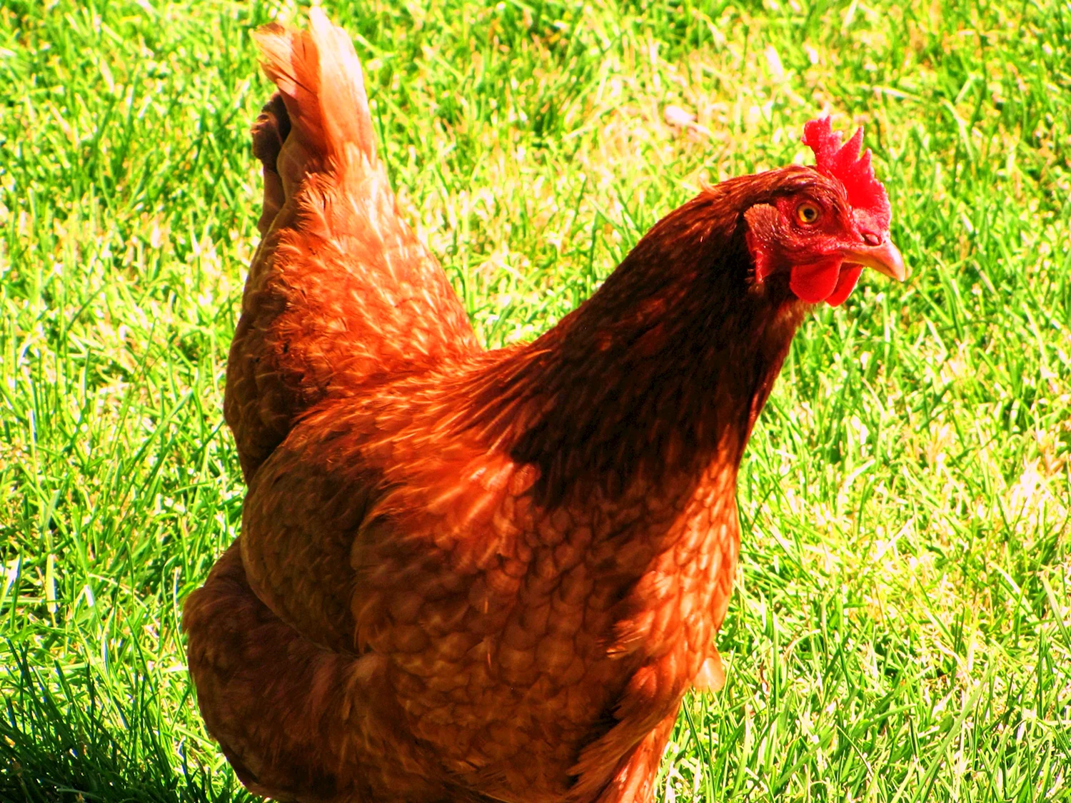 Нью-Гемпшир порода кур