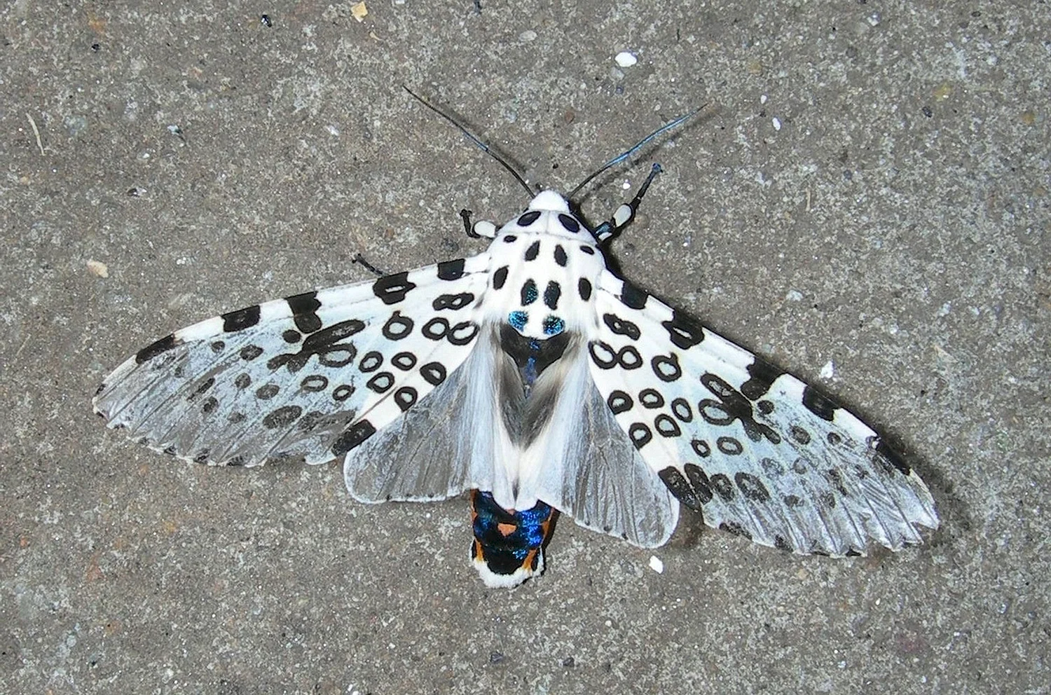 Ночная бабочка Медведица Кайя