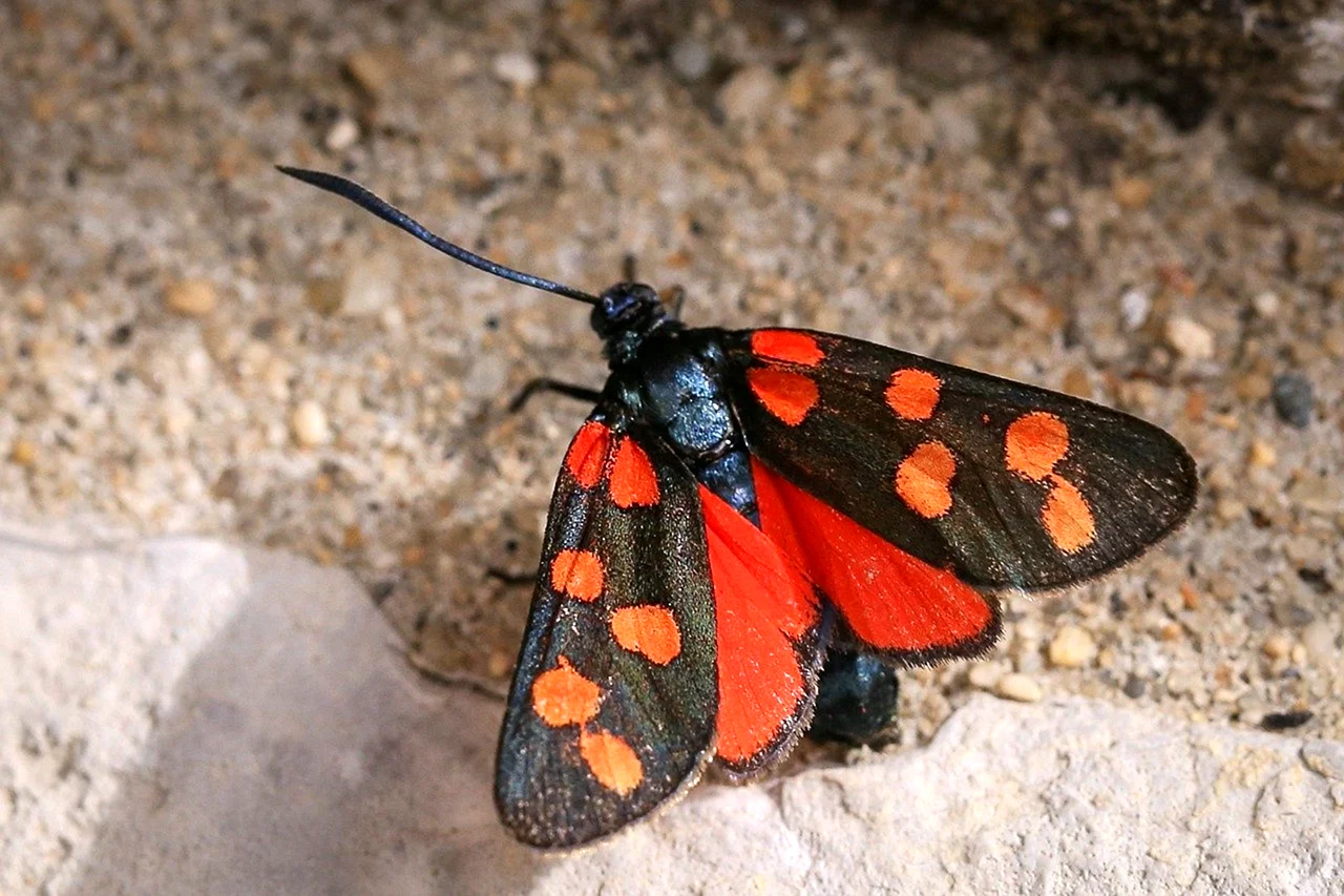Ночная бабочка Медведица Крымская