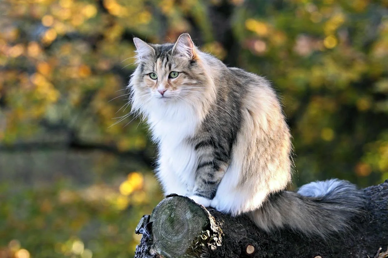 Норвержскаялесная кошка