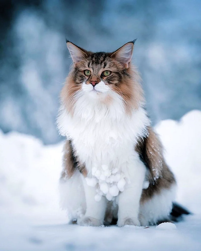 Норвежская длинношерстная Лесная кошка