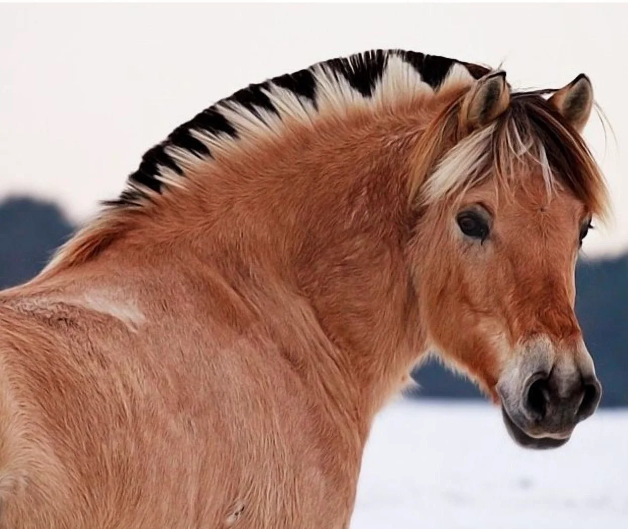 Норвежская фьордская порода лошадей