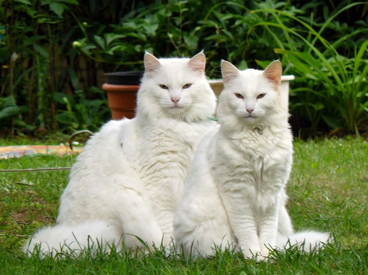 Норвежская Лесная кошка белая