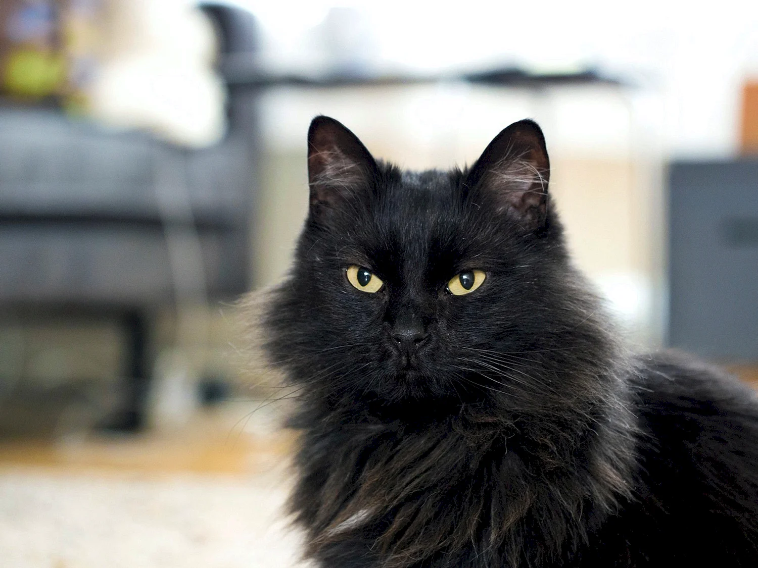 Норвежская Лесная кошка черная
