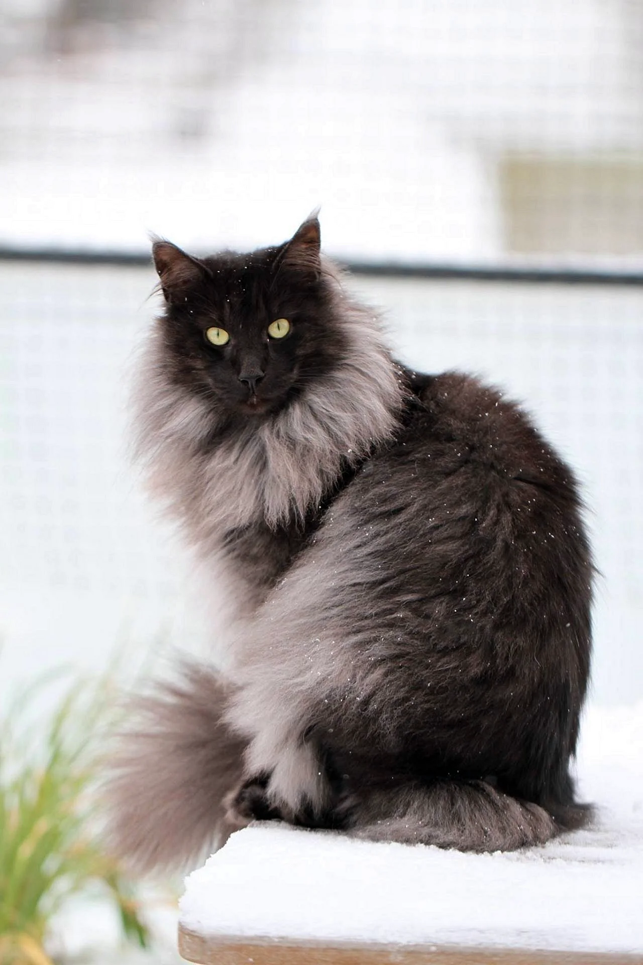 Норвежская Лесная кошка черная