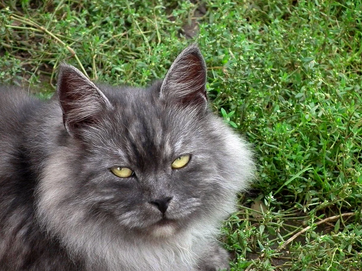 Норвежская Лесная кошка дымчатая