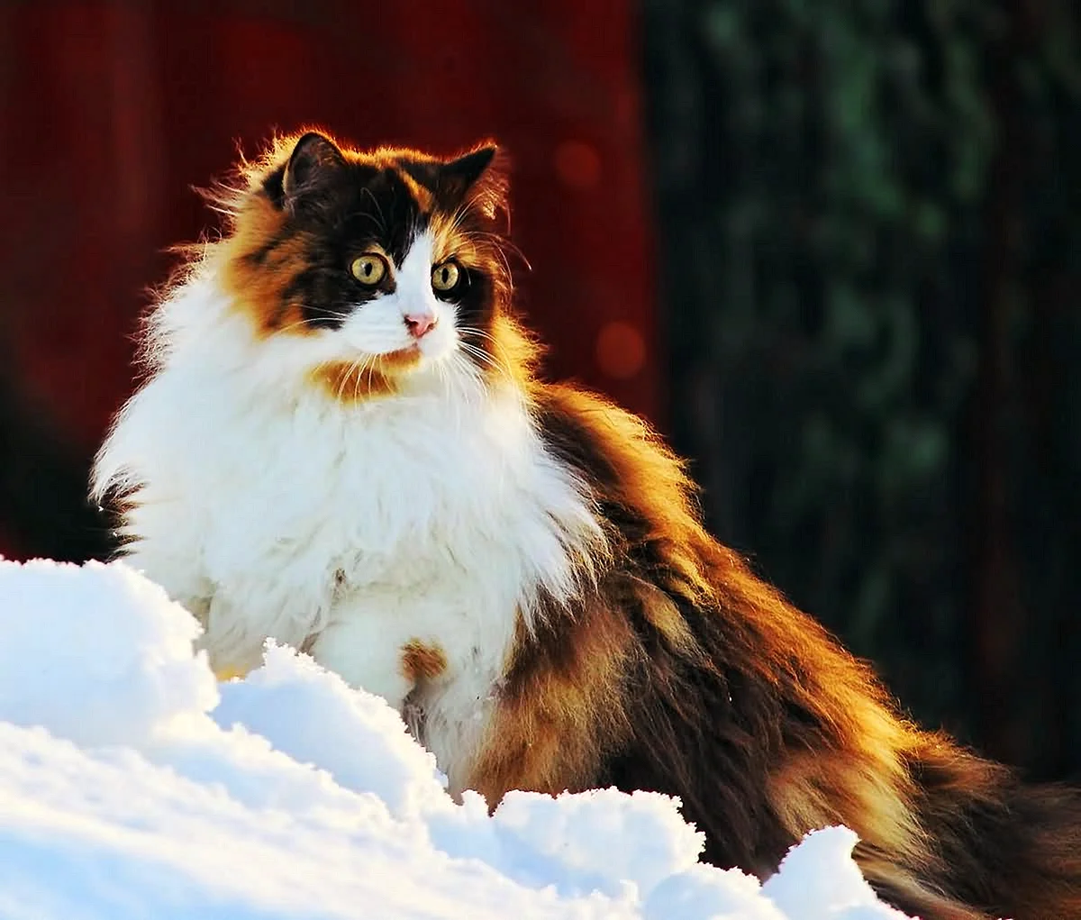 Норвежская Лесная кошка Калико