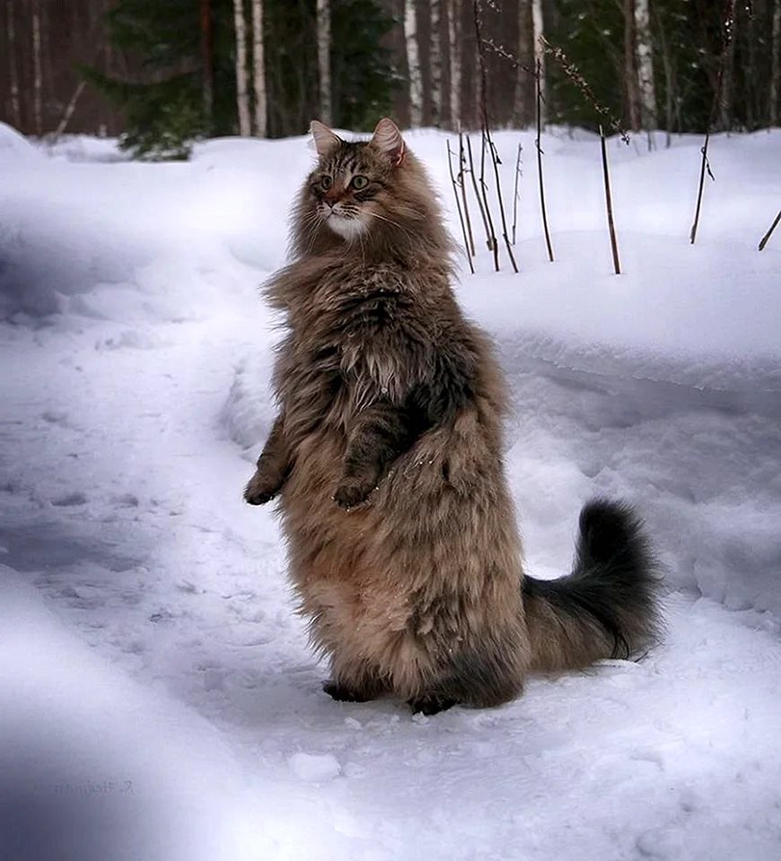 Норвежская Лесная кошка лапы