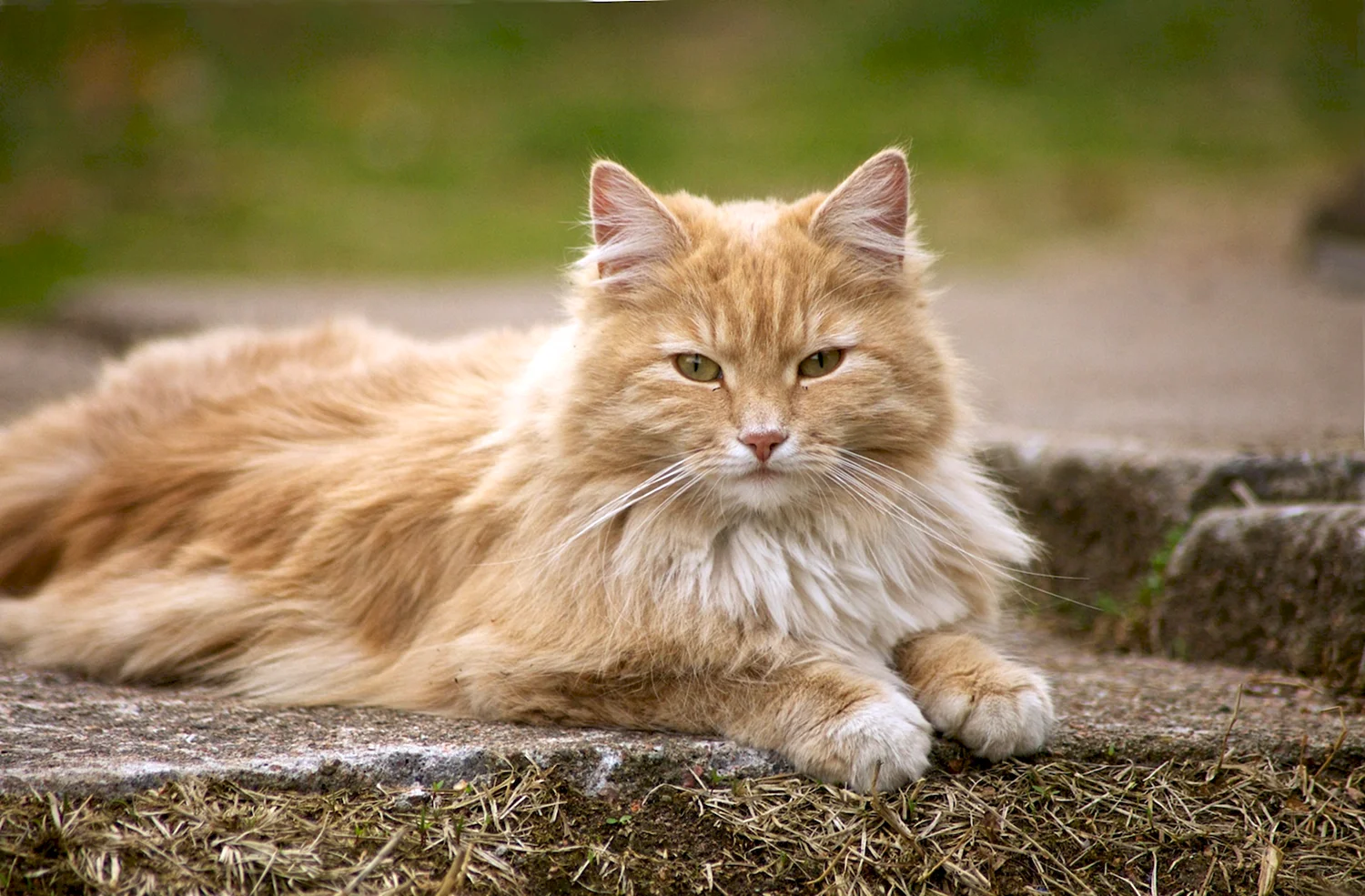 Норвежская Лесная кошка рыжая