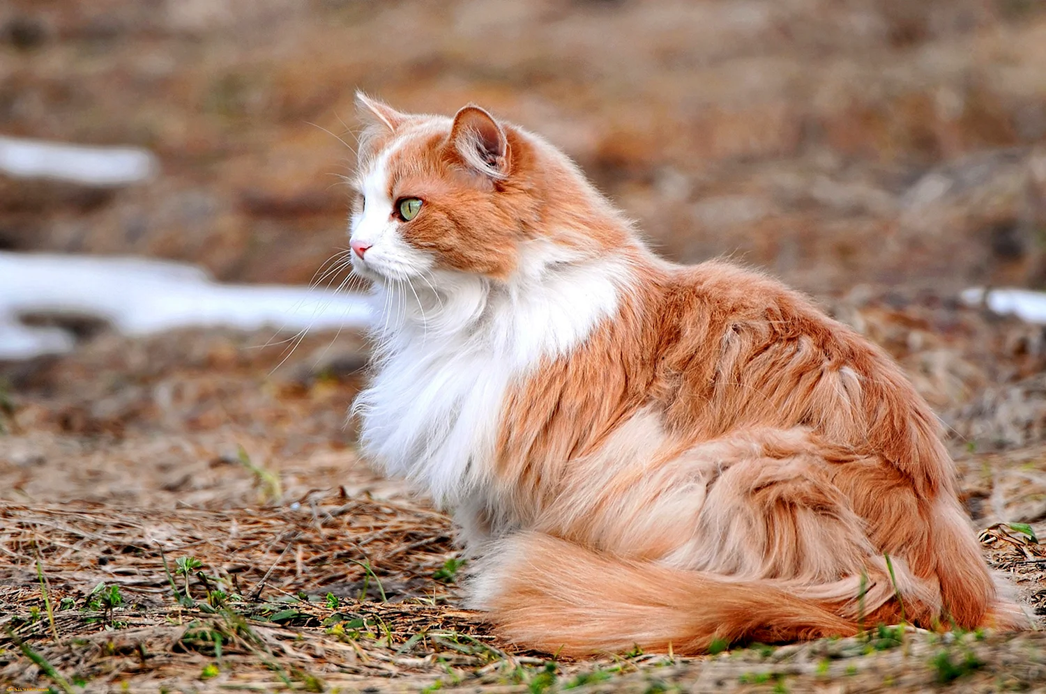 Норвежская Лесная кошка рыжая с белым