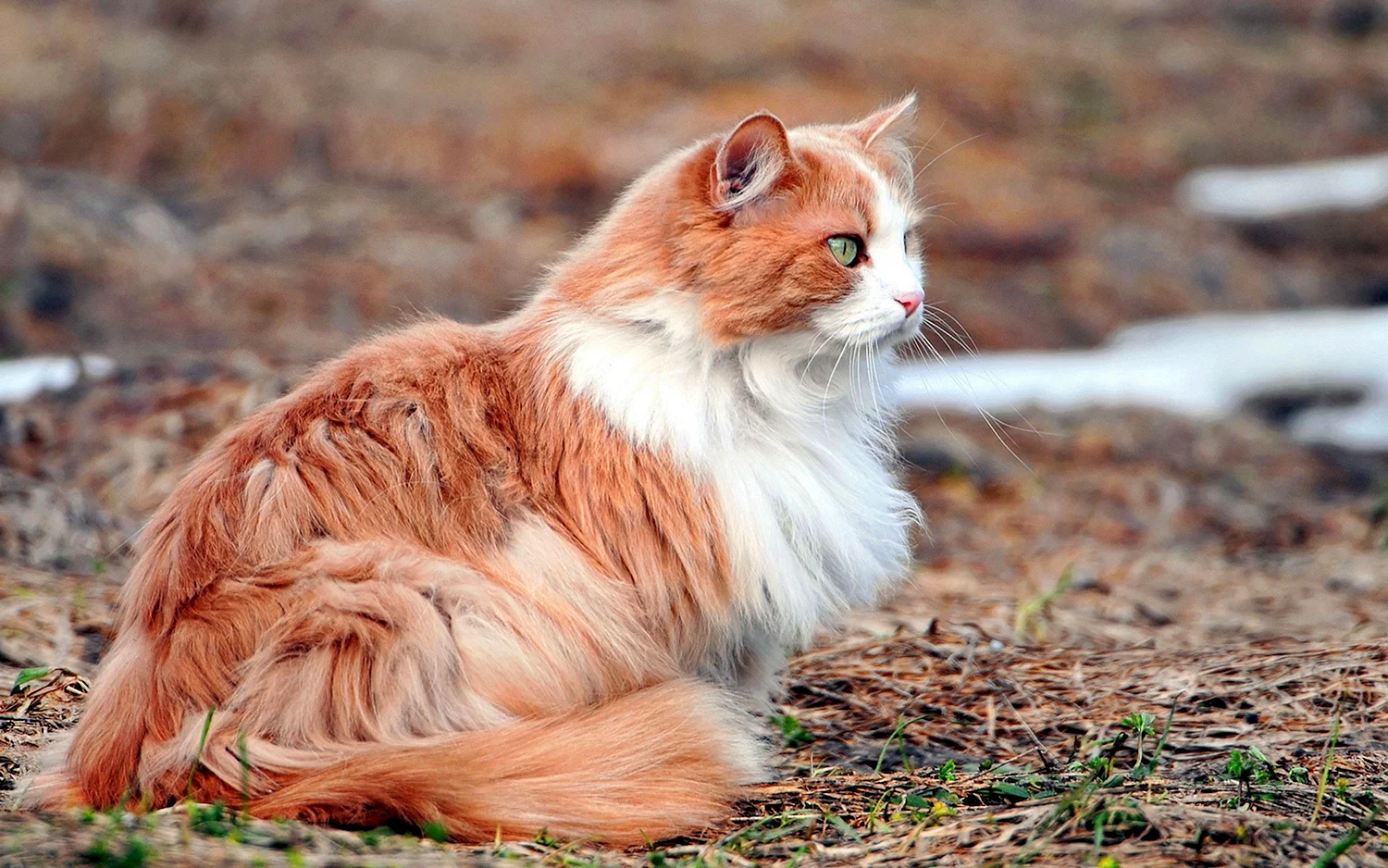 Норвежская Лесная кошка рыжая с белым