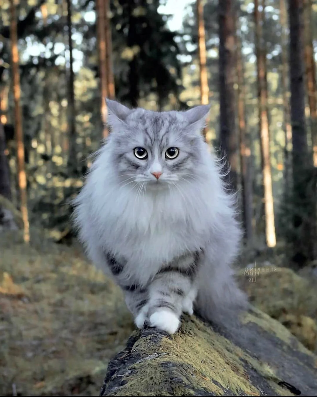 Норвежские Лесные котята