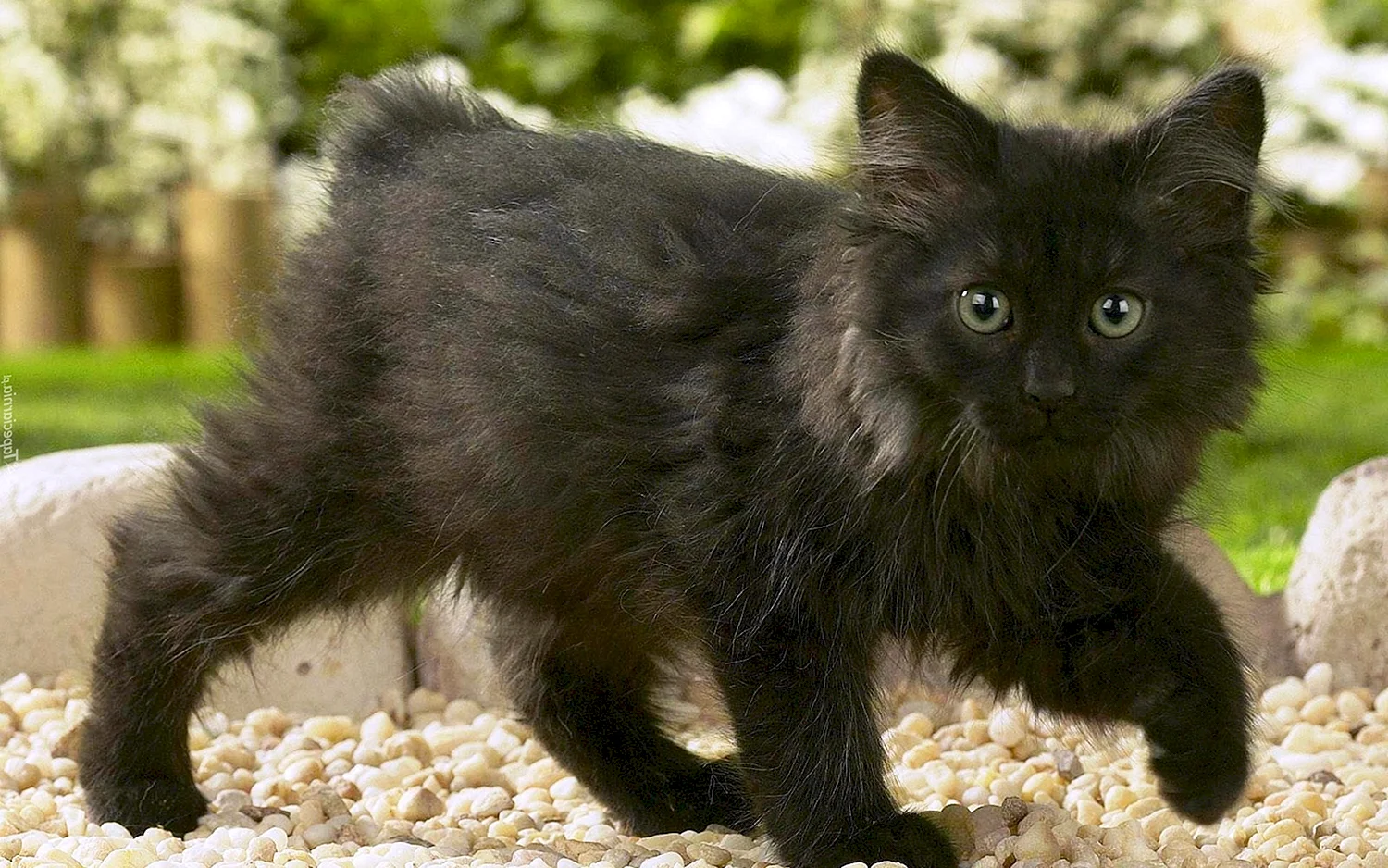 Норвежский Лесной черный котенок метис