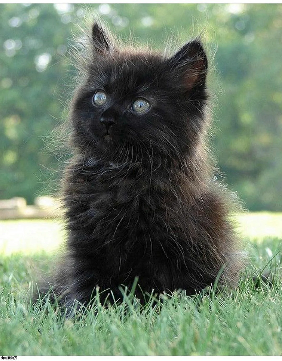 Норвежский Лесной кот черный
