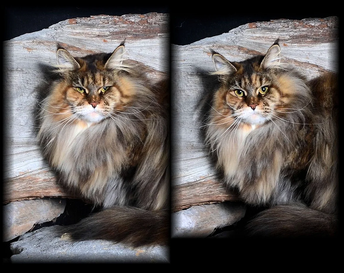Норвежский Лесной кот и Мейн кун