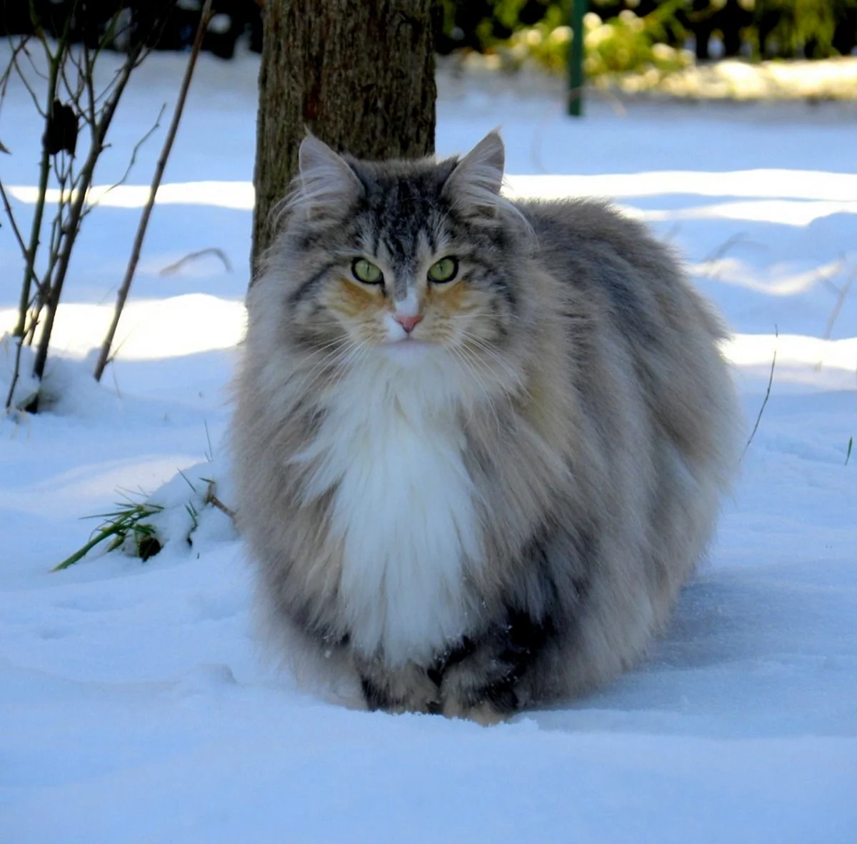 Норвежский Лесной кот короткошерстный