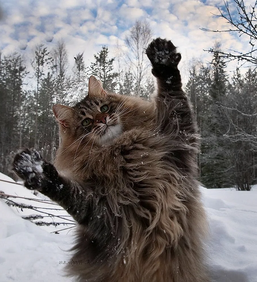 Норвежский Лесной кот на руках
