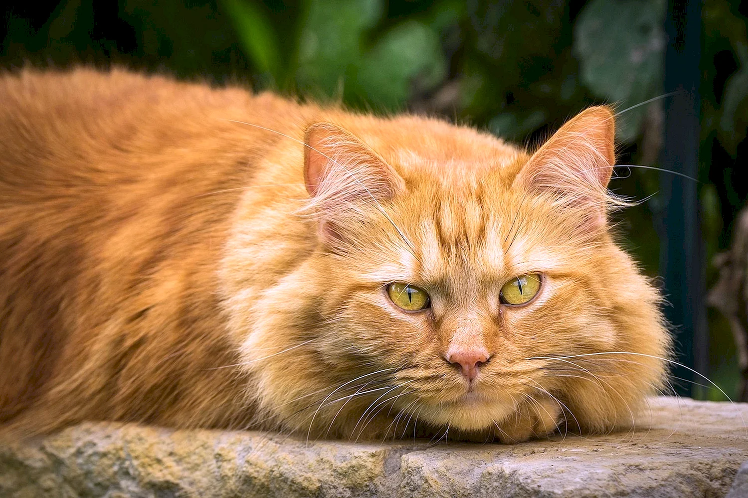 Норвежский Лесной кот рыжий