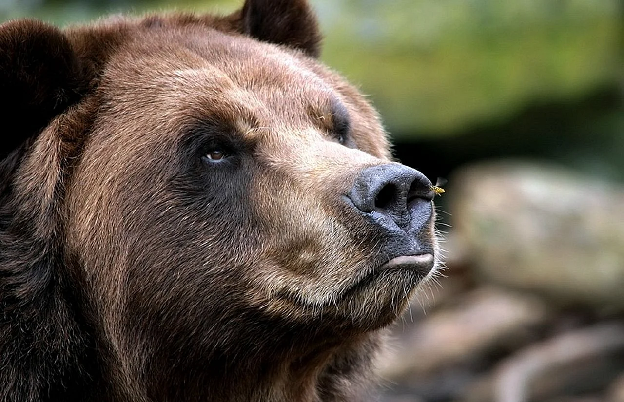 Нос медведя